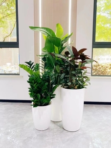 海曙绿植租摆方案